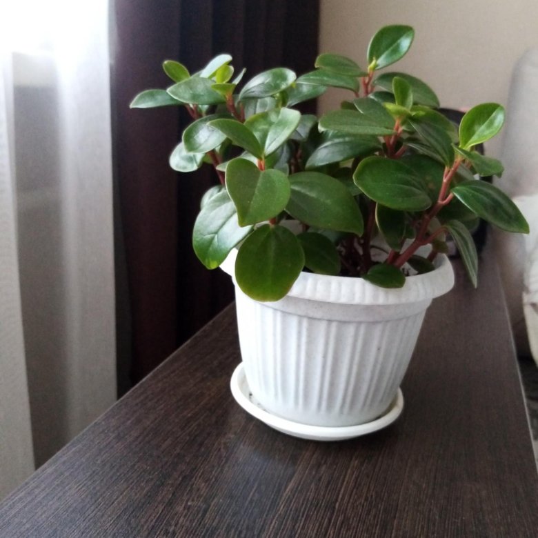 Пеперомия, комнатные цветы – купить в Кирове, цена 270 руб., дата ...