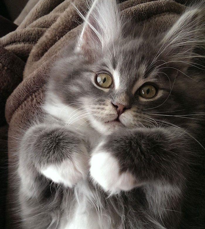 Фотки котиков красивые