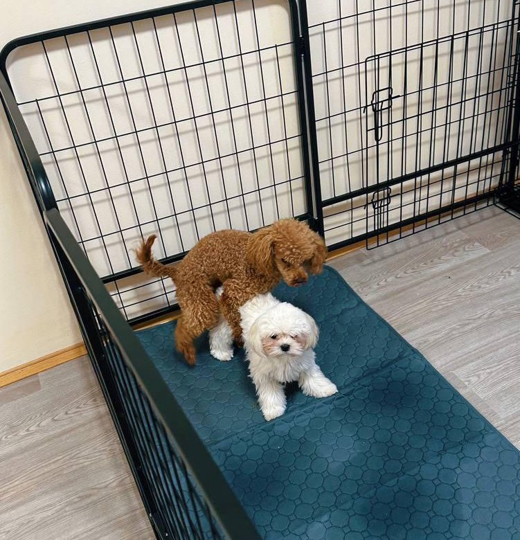 Маленькие британские эпаньоль. Ркф вязка. Метрика щенка немецкой овчарки. Ротвейлер на вязку город оренбург. Выставочные собаки породы.