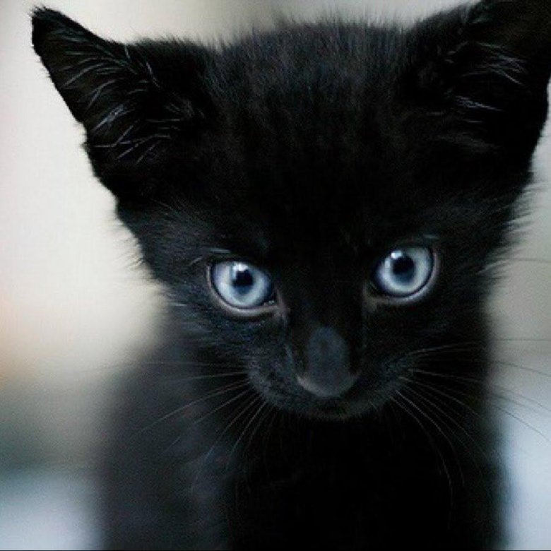 Черный кот с голубыми глазами. Чёрные коты с голубыми глазами. Чёрный кот с синими глазами. Чёрный котёнок с голубыми глазами. Черная глазая