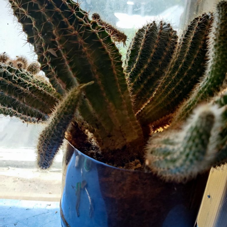 Кактус и цитрусовый – купить в Москве, бесплатно, дата размещения: 23. ...