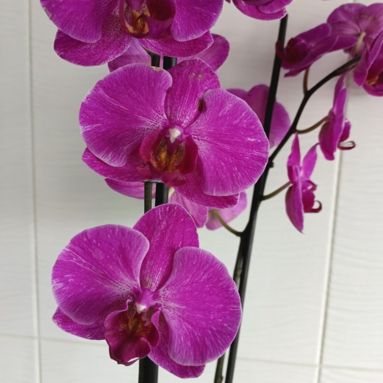 Орхидея фалинопсис Стелленбош – купить в Москве, цена 999 руб., продано 17  сентября 2023 – Растения и семена