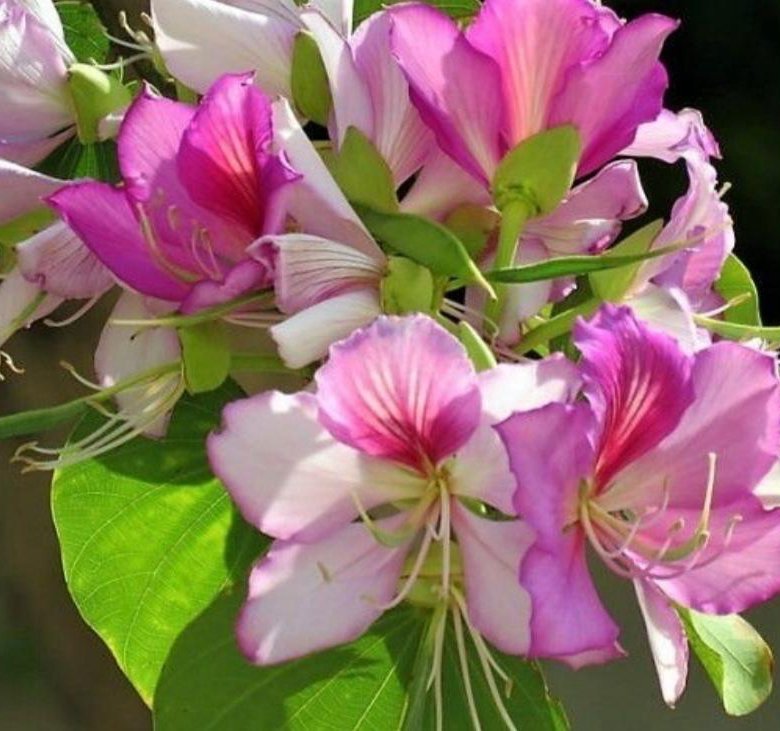 Баухиния. Баухиния пурпурная орхидейное дерево. Баухиния орхидейное. Bauhinia variegata (Баухиния пестрая). Баохиния дерево архедейное.