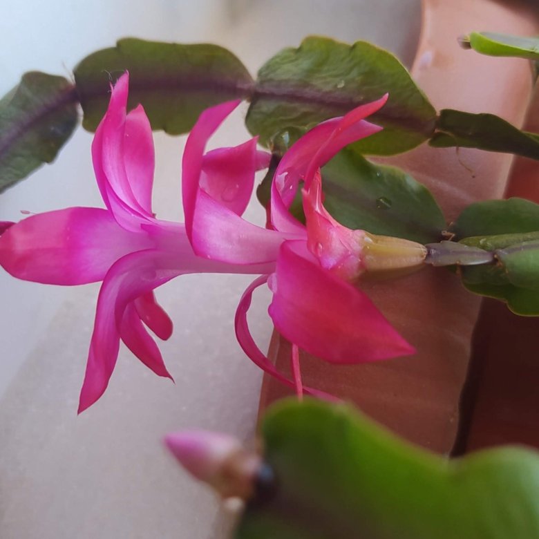 Декабрист – купить в Обнинске, цена 450 руб., дата размещения: 24.12. ...