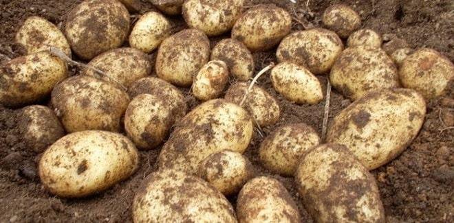 Картофель сорт елизавета описание сорта фото Свежий кортофель - купить в Линево, цена 250 руб., продано 7 сентября 2023 - Рас