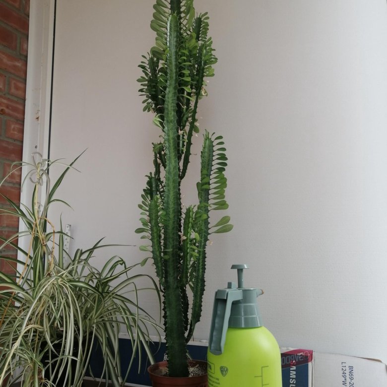 Кактус – купить в Красноярске, цена 700 руб., дата размещения: 30.08. ...