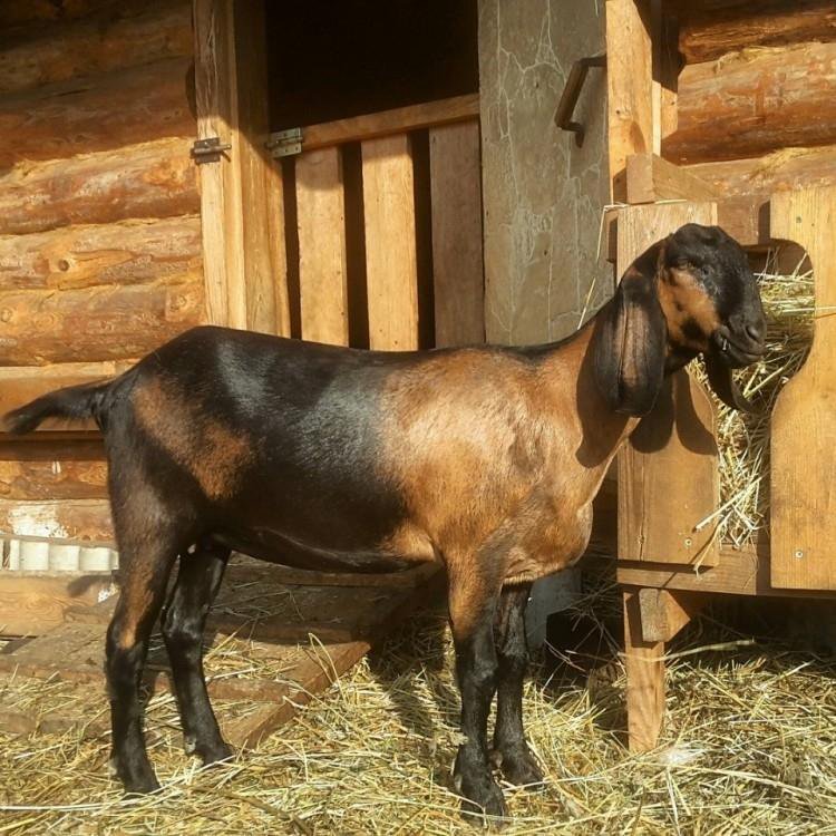 Нубийские козы. Козы нубийской породы. Козел нубийской породы. Англо нубийская порода Козлов. Вислоухие козы нубийский.