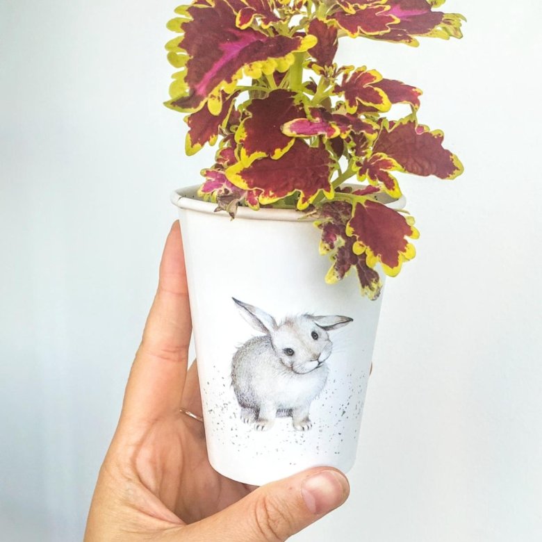 Колеус – купить в Зеленограде, цена 150 руб., дата размещения: 01.01. ...