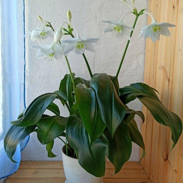 Эухарис Амазонская лилия – купить в Балашихе, цена 800 руб., дата ...