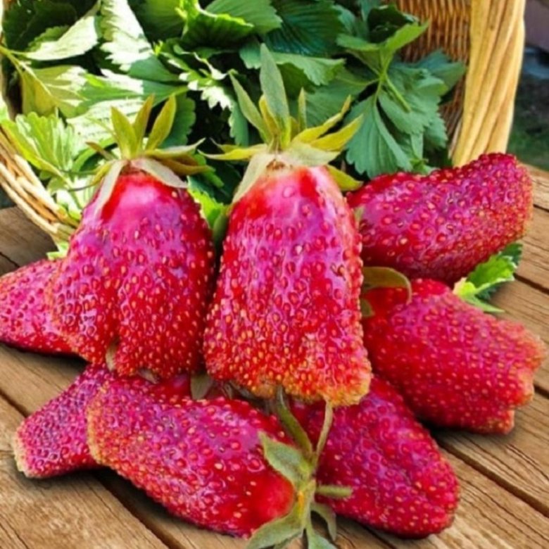 Саженцы земклубники Купчиха (зкс) 50 ₽/штука – купить в Вологде, цена ...