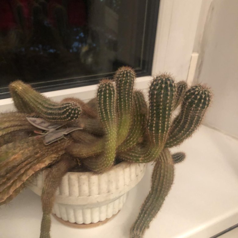 Кактусы – купить в Красноярске, цена 300 руб., дата размещения: 06.07. ...