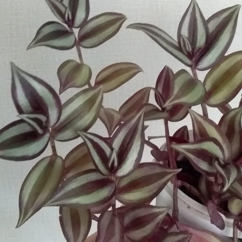 Традесканция Зебрина – купить в Новосибирске, цена 20 руб., дата ...