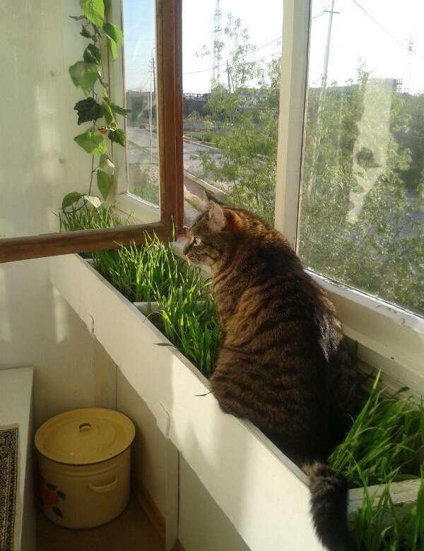 Передержка кошек – купить в Новосибирске, цена 250 руб., дата ...