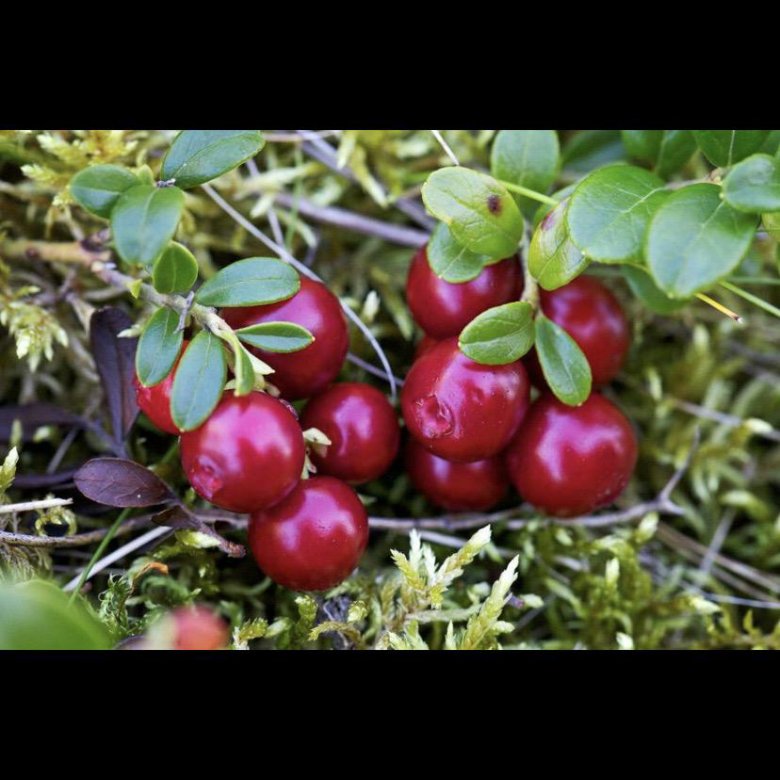 Брусника б. Северная ягода брусника. Сорт брусники Рубин. Брусника (Vaccinium Oxycoccos). Брусника обыкновенная "ред Перл".