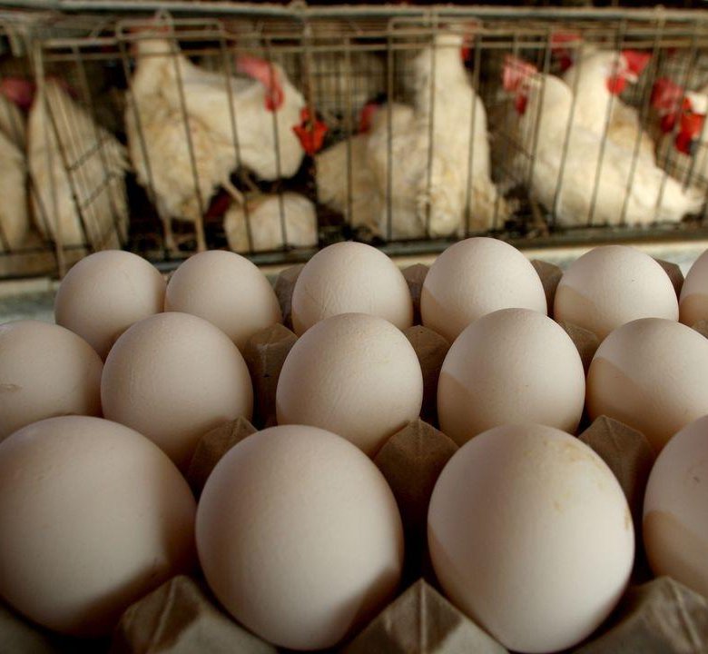 Яйцо тульское купить. Курица или яйцо. Что появилось первым яйцо или курица.