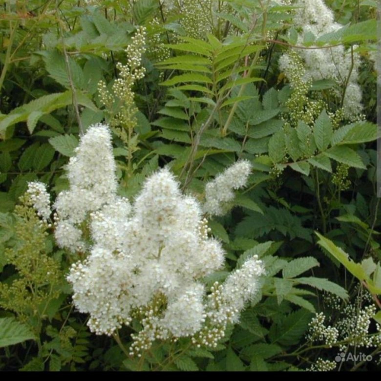 Растение с белыми метелками. Растение с белыми метелками. Арункус / волжанка двудомная. Арункус / волжанка двудомная. Волжанка арункус обыкновенная.