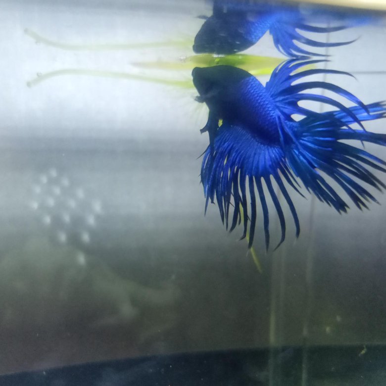 Петушки .Корона – купить в Красноярске, цена 100 руб., дата размещения ...