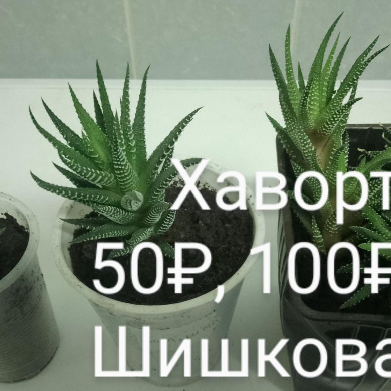 Комнатные растения – купить в Тюмени, цена 50 руб., дата размещения: 14 ...