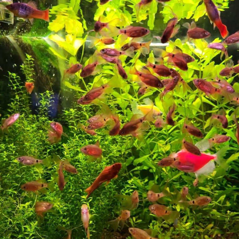 Барбус огненный вуалевый – купить в Москве, цена 30 руб., дата ...