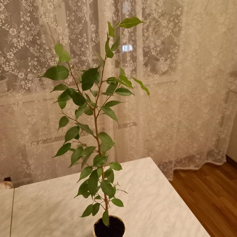 Фикус Бенджамина – купить в Москве, цена 250 руб., дата размещения: 02. ...