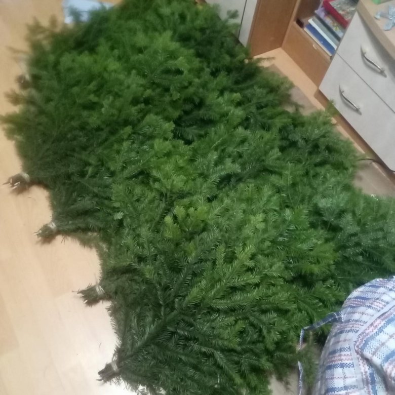 Ветки пихты (лапник), ели, сосны – купить в Екатеринбурге, цена 80 руб ...