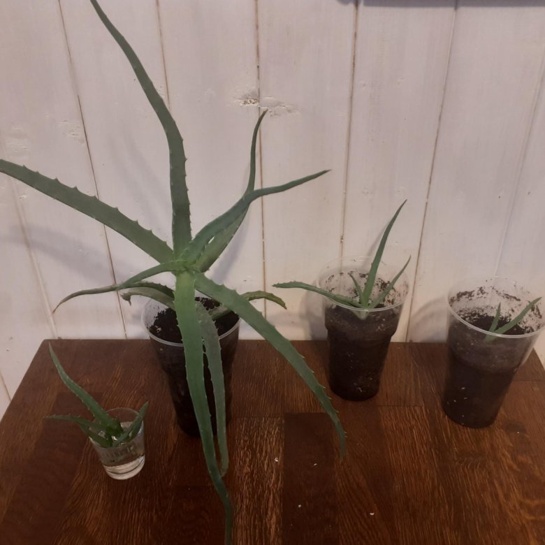 Алоэ и бегония – купить в Уфе, цена 1 руб., продано 3 декабря 2023 ...