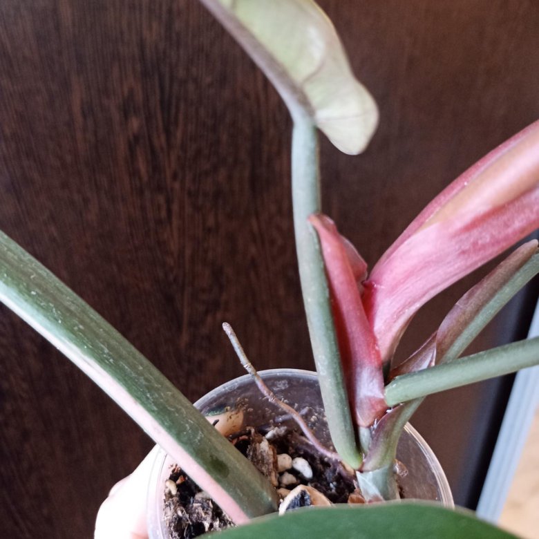 Карамель Марбл детка от вар – купить в Сертолово, цена 3 000 руб ...