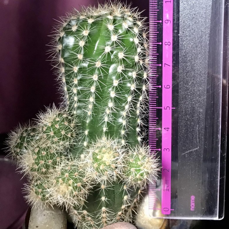 Кактус – купить в Калининграде, цена 100 руб., дата размещения: 03.12. ...