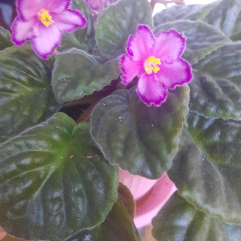 Фиалка – купить в Москве, цена 150 руб., дата размещения: 14.05.2024 ...