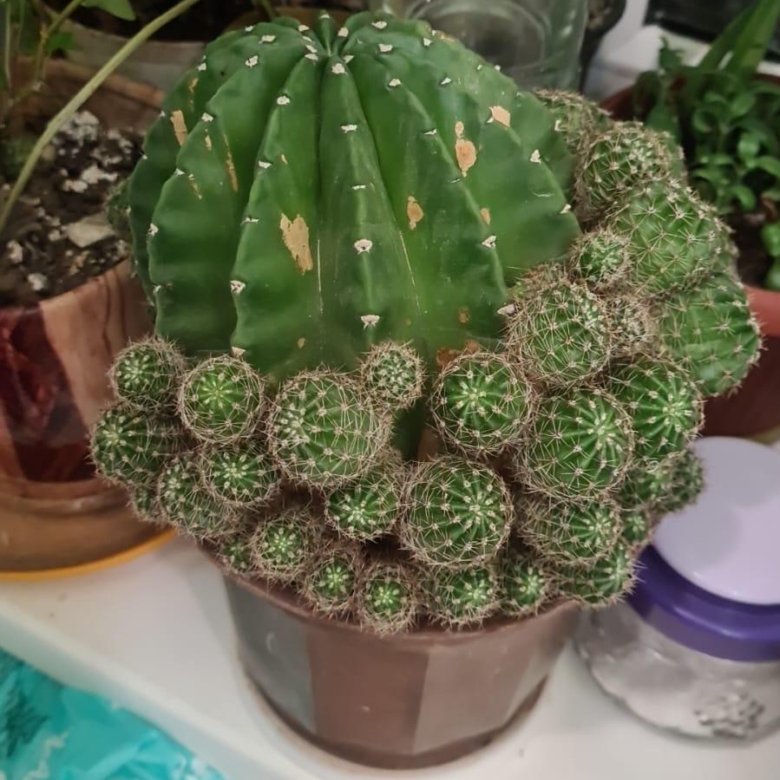 Кактус с детками – купить в Новороссийске, цена 1 000 руб., дата ...