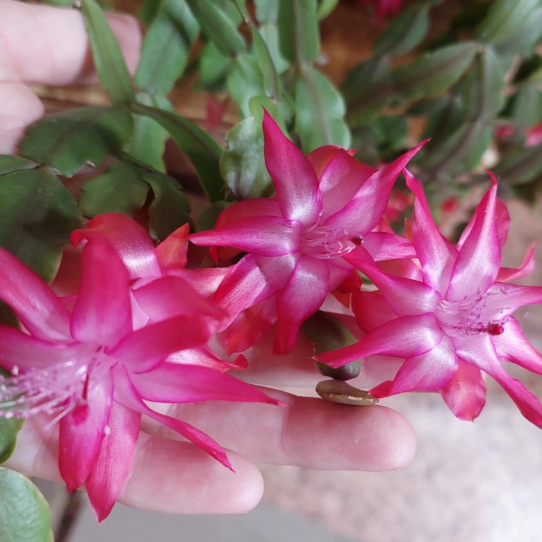 Декабрист шлюмбергера – купить в Москве, цена 700 руб., дата размещения ...