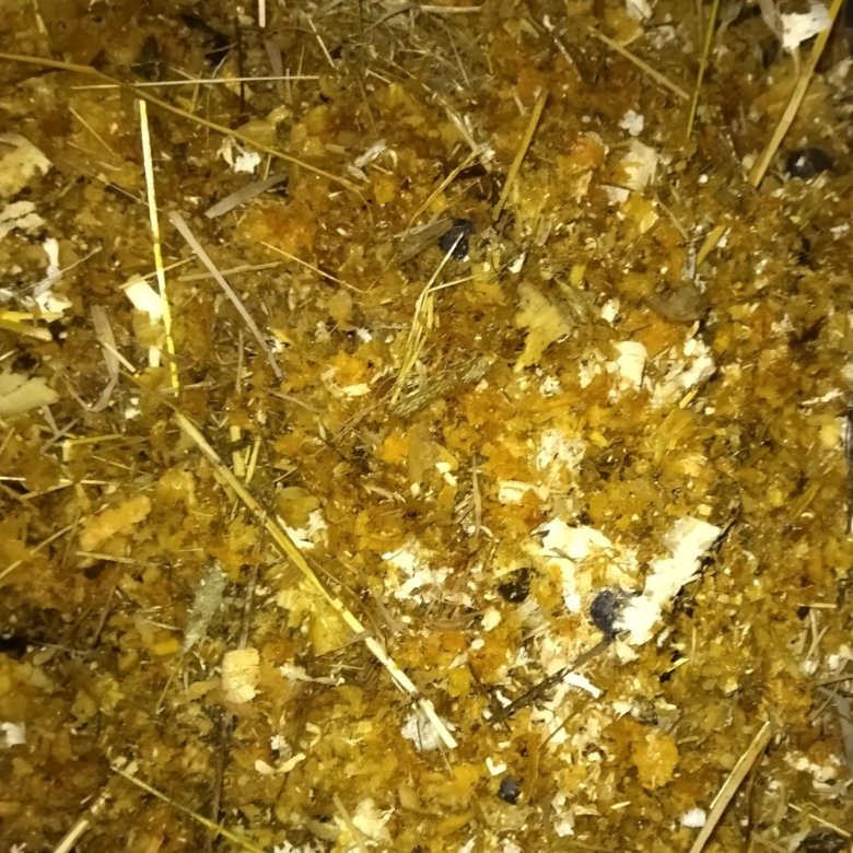 Удобрение навоз козий – купить в Лесном Городке, бесплатно, дата ...