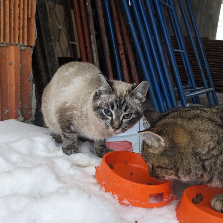 Котята в дар – купить в Москве, цена 1 руб., дата размещения: 28.11. ...
