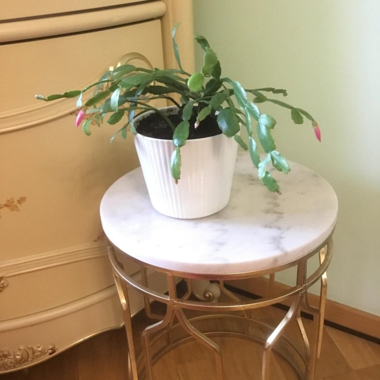 Декабрист розовый – купить в Москве, цена 500 руб., дата размещения: 22 ...