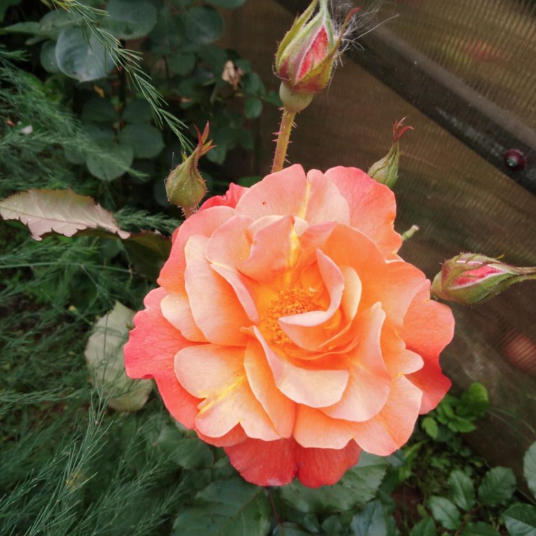 Участок, 15 сот., поселения (ижс) купить в Великих Луках, цена 170