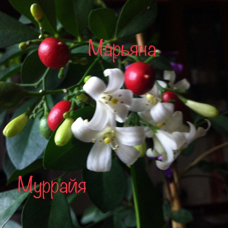 Муррайя – купить в Москве, цена 250 руб., дата размещения: 22.02.2024 ...