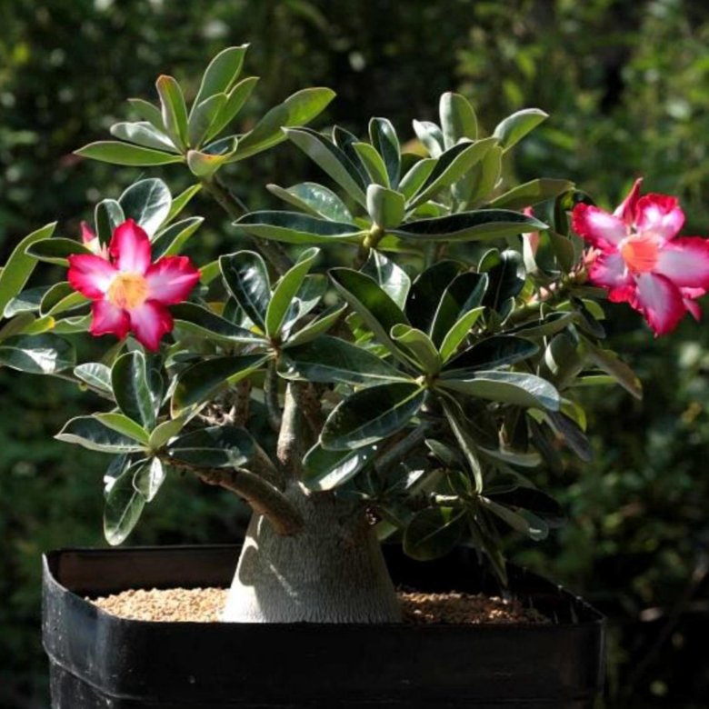 Adenium Obesum Desert Rose Cynthia