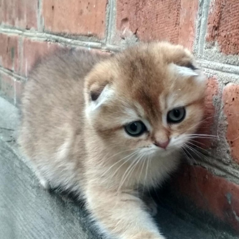Котик – купить в Ильском, цена 15 000 руб., дата размещения: 27.01.2024 ...