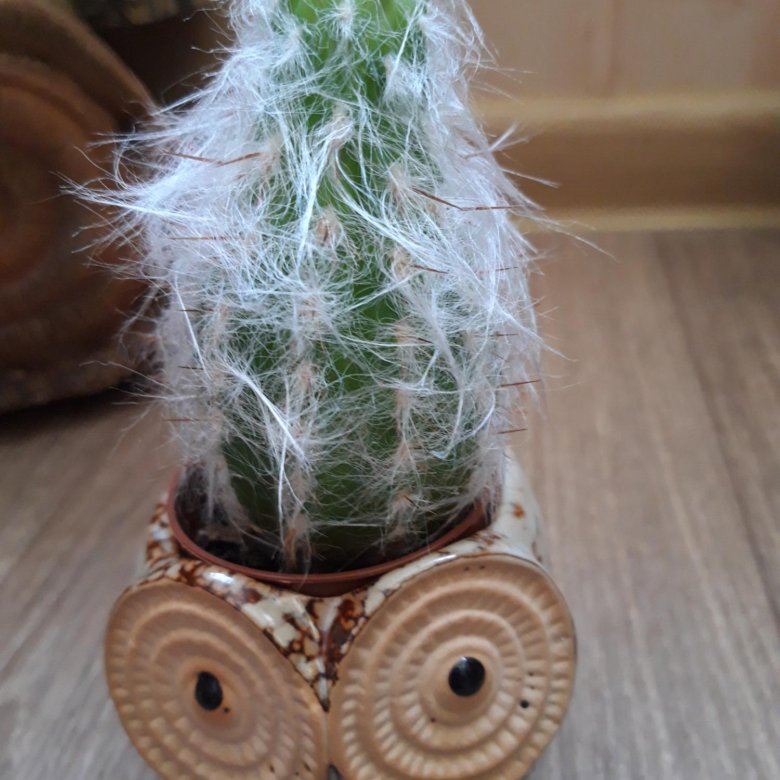 Кактусы – купить в Симферополе, цена 250 руб., дата размещения: 16.12. ...