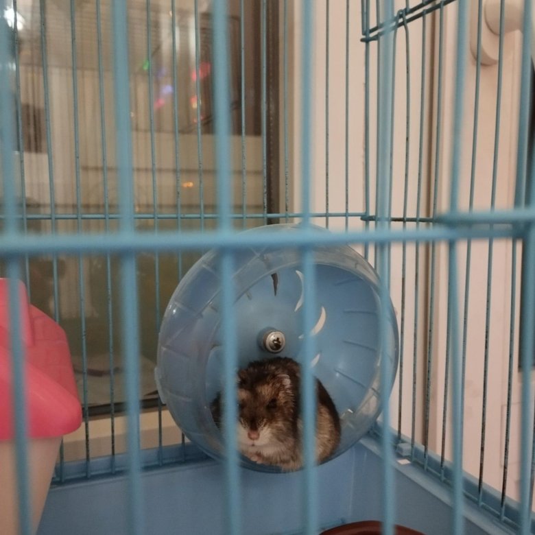 Домашние питомцы – купить в Енакиеве, цена 1 100 руб., дата размещения ...