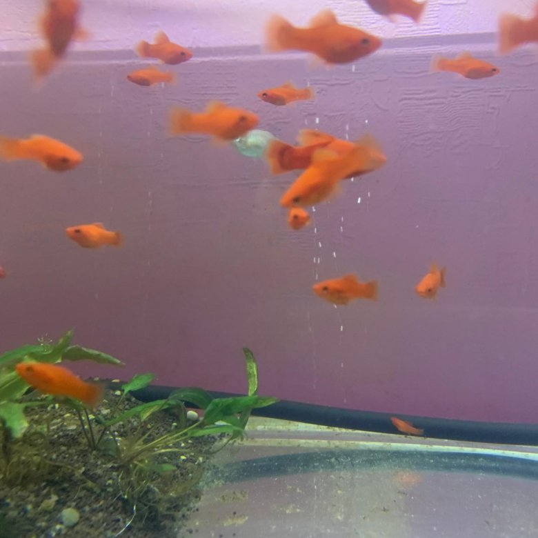 Меченосцы Рубиновые Флаговые – купить в Красногорске, цена 150 руб ...