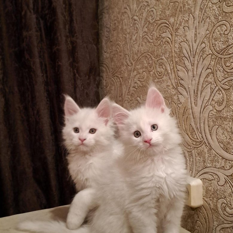 Котята Мейн Кунчики – купить в Красноярске, цена 20 руб., дата ...