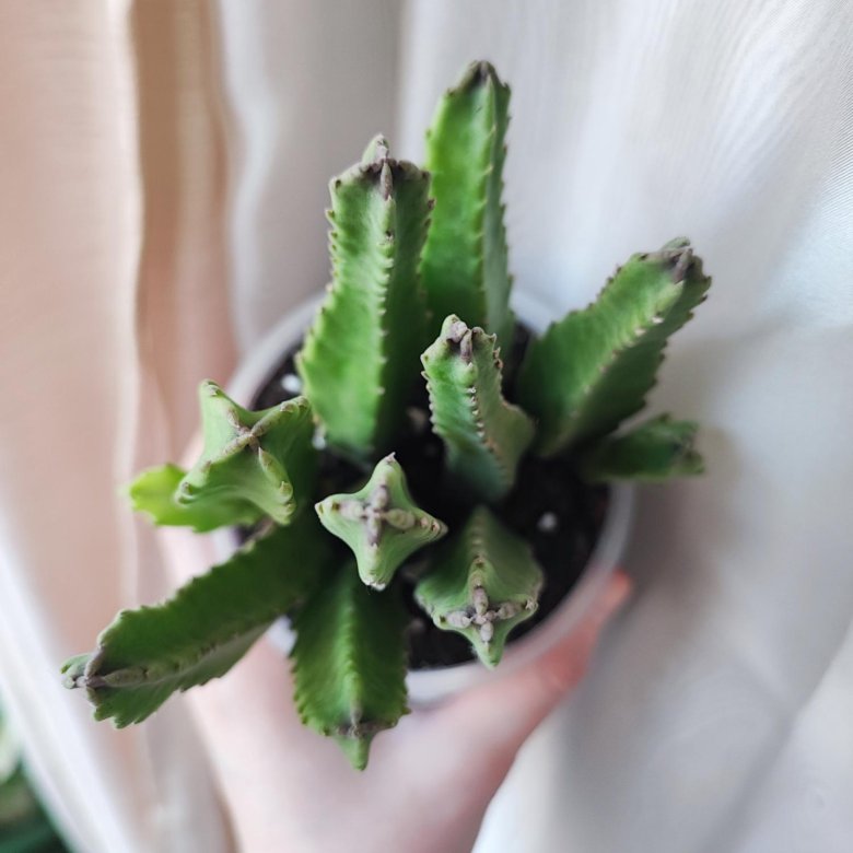 Стапелия грандифлора крупноцветковая Stapelia – купить в Москве, цена ...