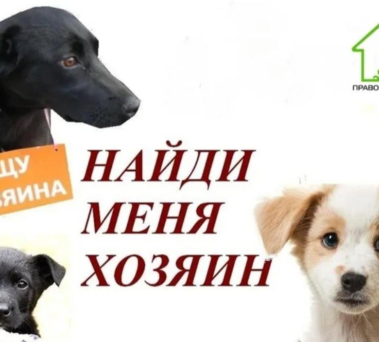 Фото Ищу Хозяина