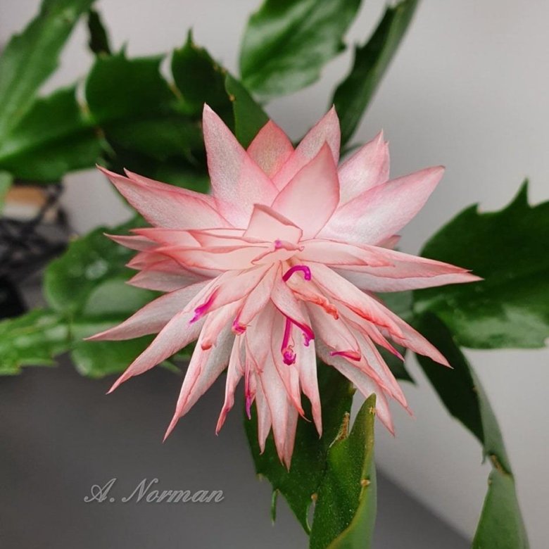 Шлюмбергера (декабрист) сорта AN012 – купить в Москве, цена 6 000 руб ...