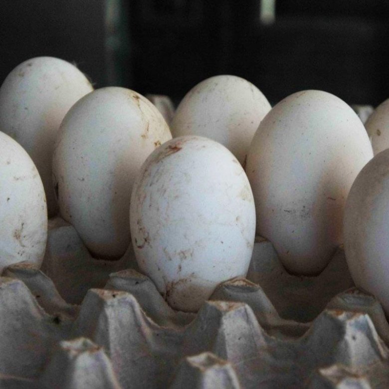 Где купить гусиные яйца