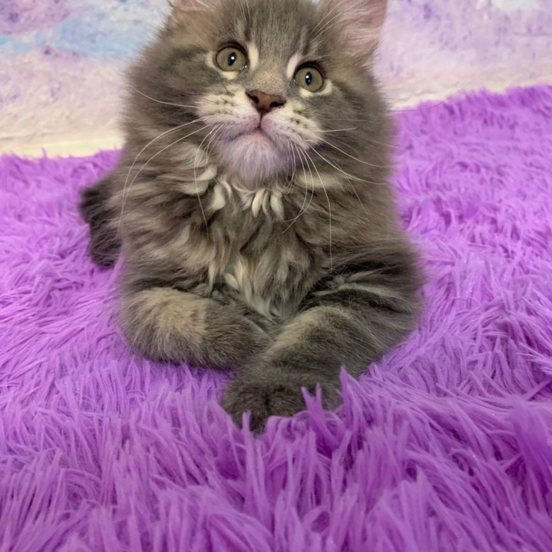 Большие чистокровные котята Мейн-Куны – купить в Москве, цена 25 000 ...