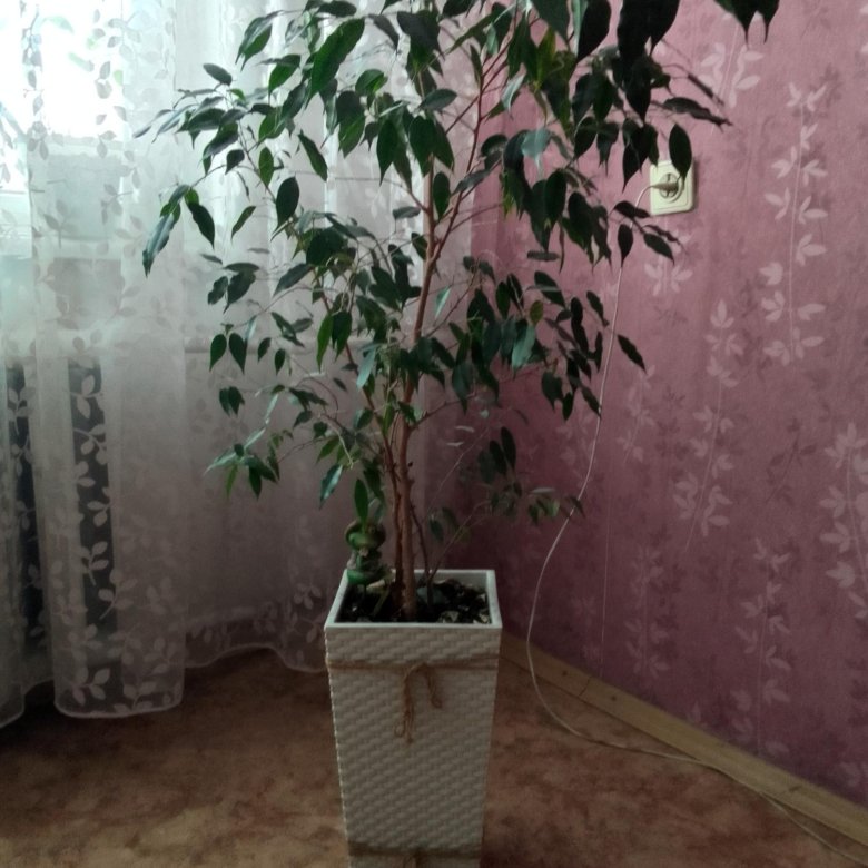 Фикус бенджамина – купить в Новокузнецке, цена 500 руб., дата ...