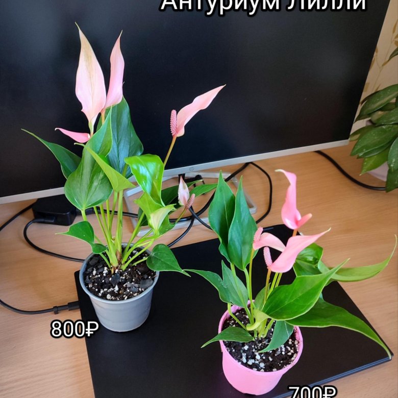 Антуриум Лилли бронь – купить в Москве, цена 500 руб., продано 13 ...