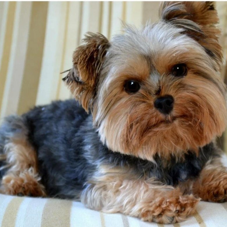 йорк: 5 тыс изображений найдено в Яндекс.Картинках Yorkshire terrier dog, Yorksh